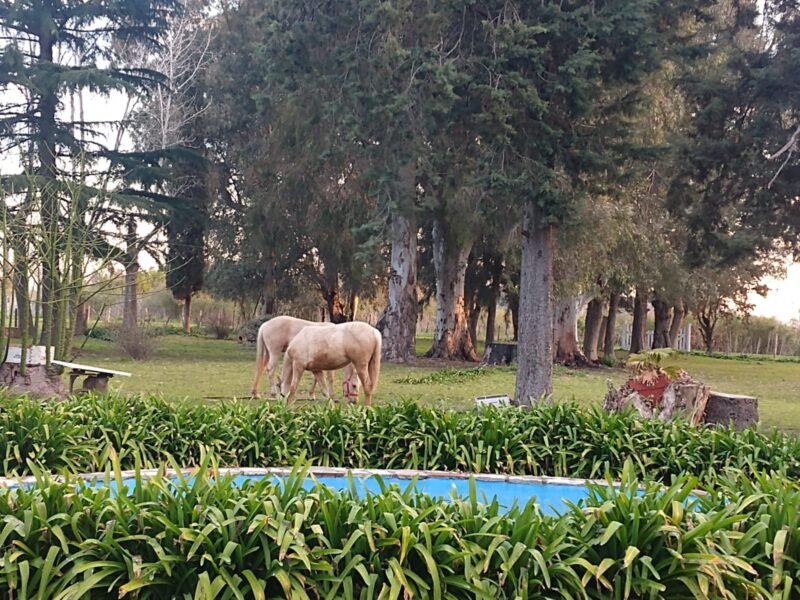 Quinta de 5.500 m2, con piscina. Ingeniero Allan, Varela